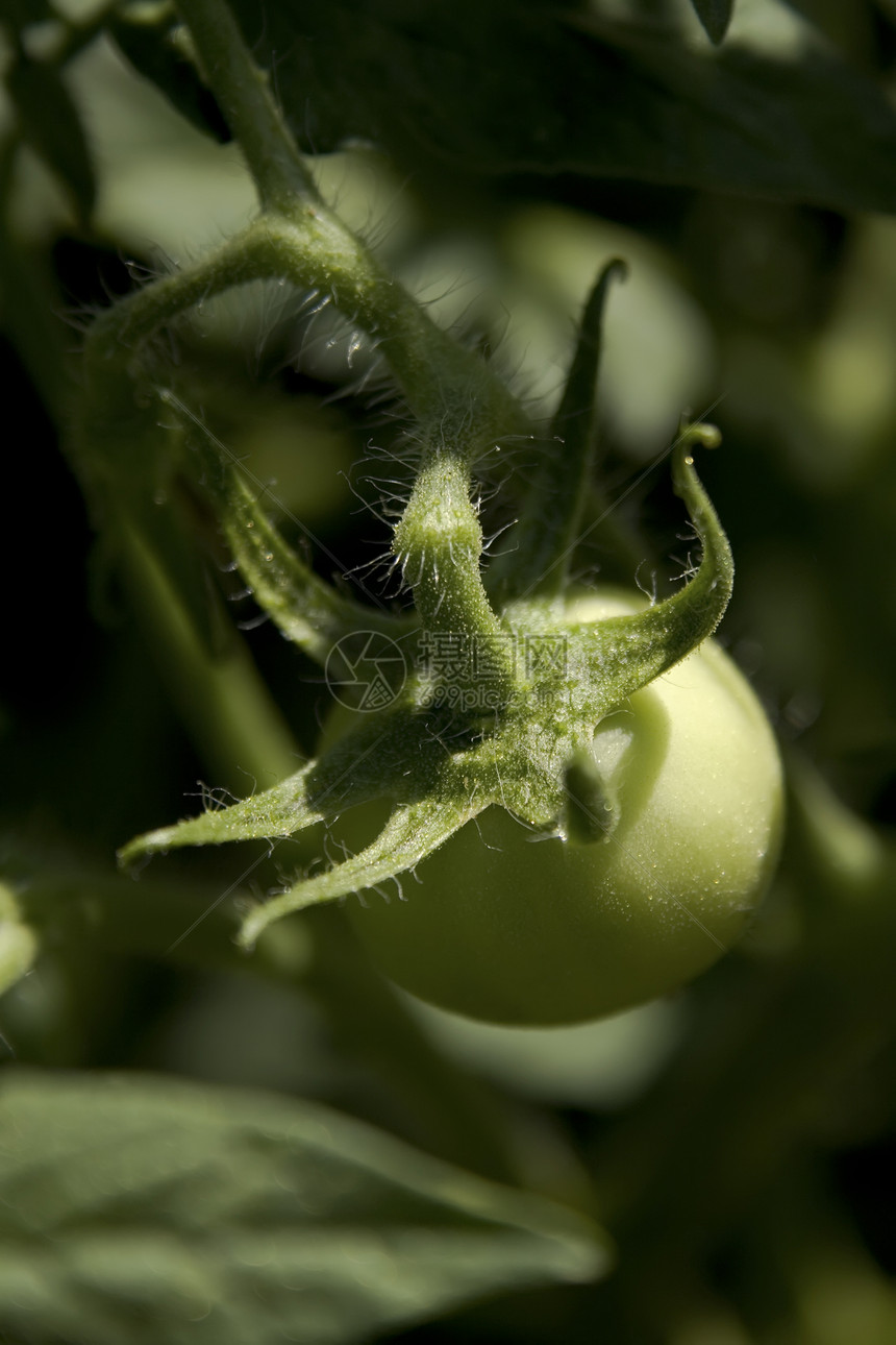 绿番茄植物绿色健康蔬菜西红柿花园园艺宏观图片