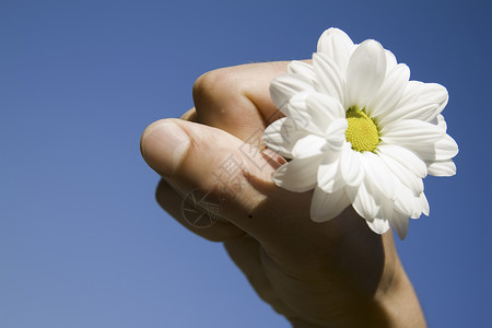 花朵和手对蓝天天空雏菊男人菊花洋甘菊蓝色男性礼物背景图片