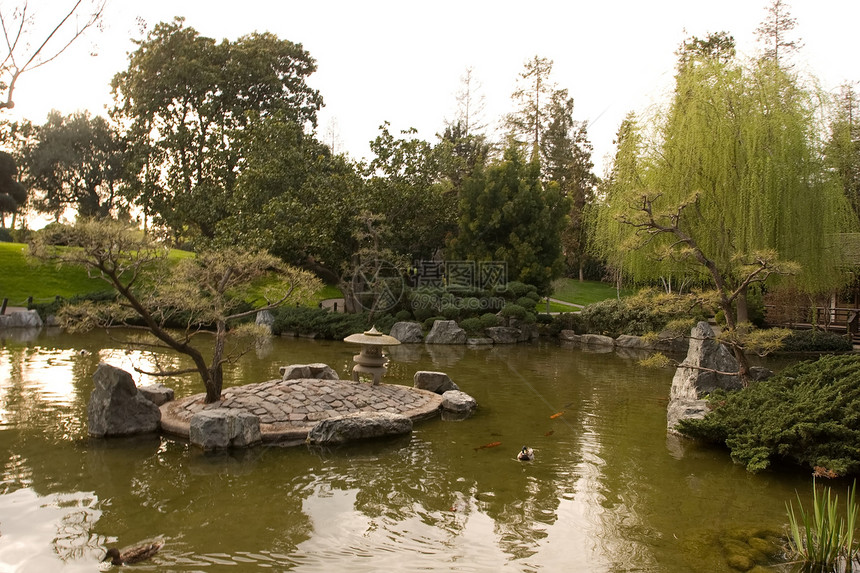 日本友谊花园冥想晴天绿化池塘绿色竹子反射植物园林公园图片