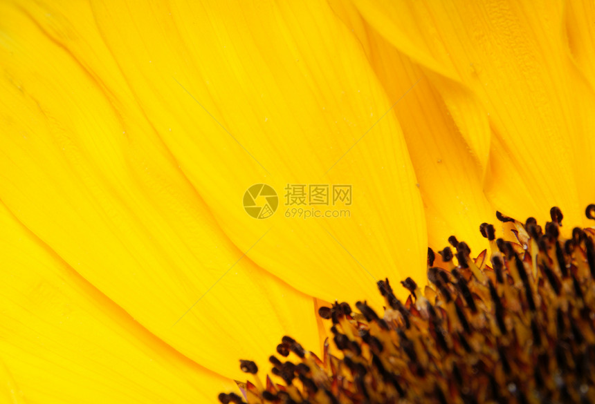 太阳宏观活力花园圆圈圆形园艺植物群向日葵植物学喜悦图片