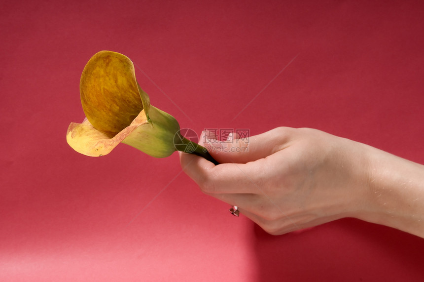 鲜花礼品植物温泉邀请函婚礼订婚压痛婚姻植物群女性香味图片
