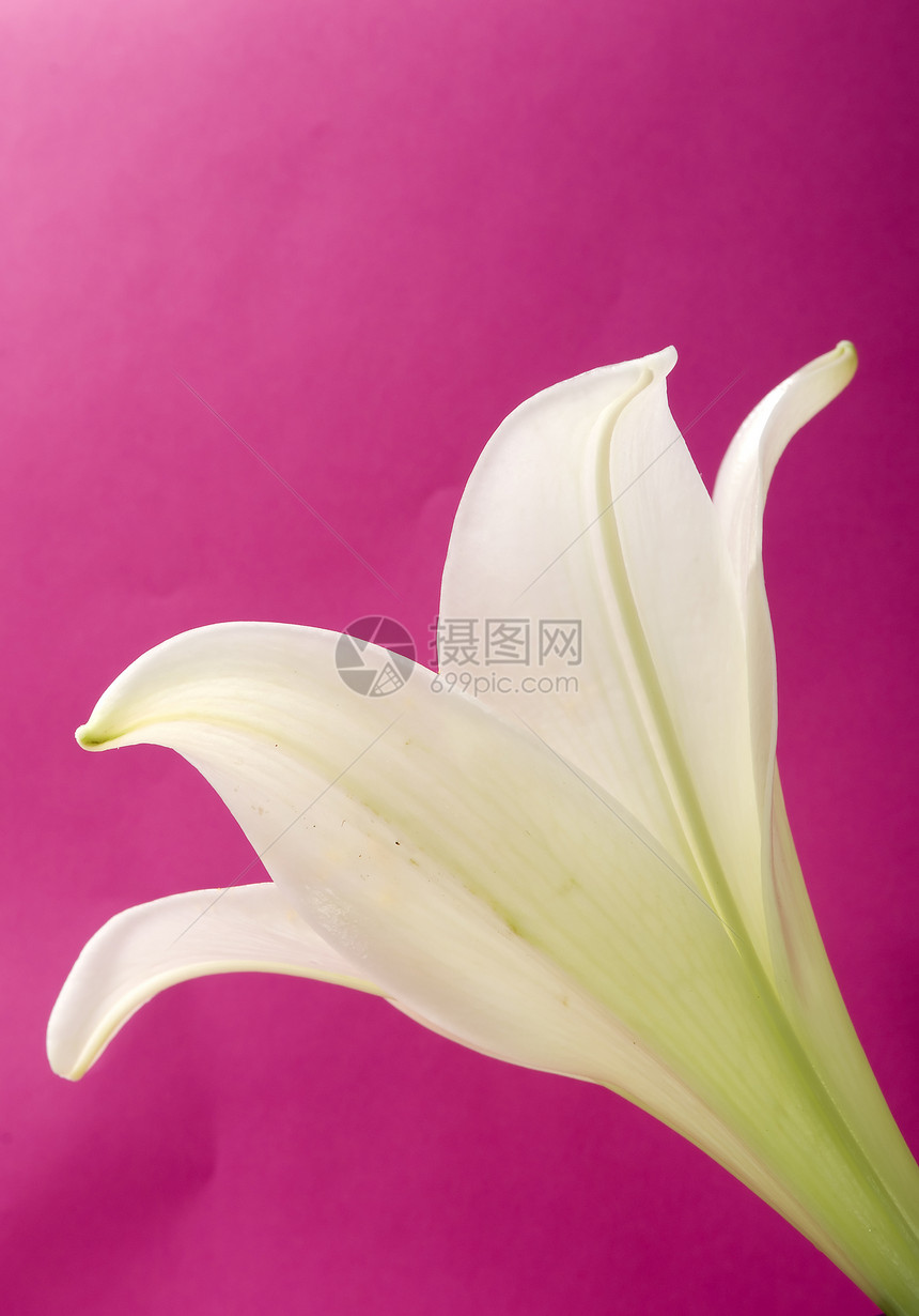 粉红背景的白百合花瓣压痛婚姻婚礼邀请函植物群订婚美丽奢华热情图片