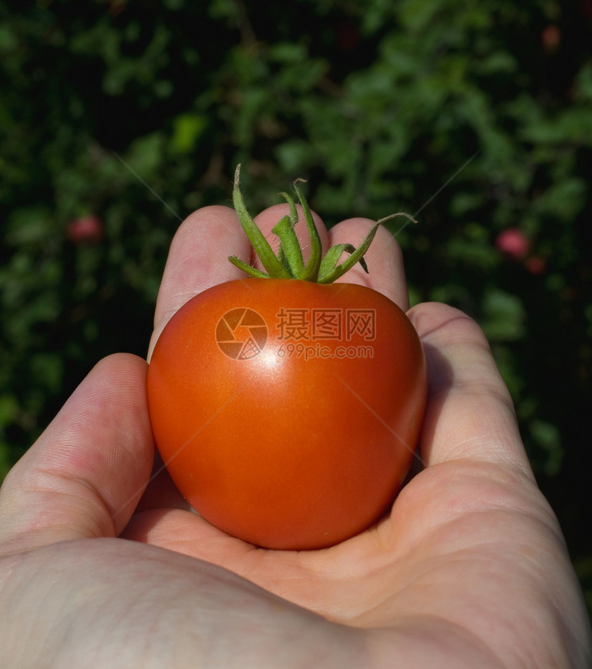 园丁提供成熟的西红柿图片