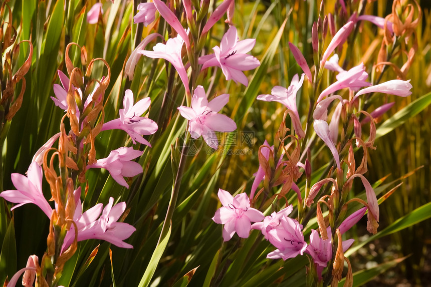 伊瑞斯彩虹花园根茎生长植物群花瓣草本植物鸢尾花美丽植物图片