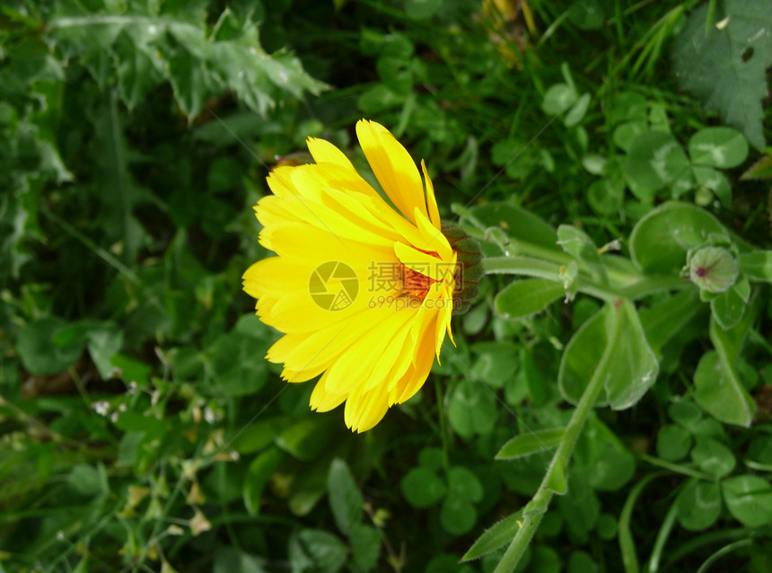 花园中的黄花绿色园艺乡村花瓣植物群黄色树叶植物叶子植被图片