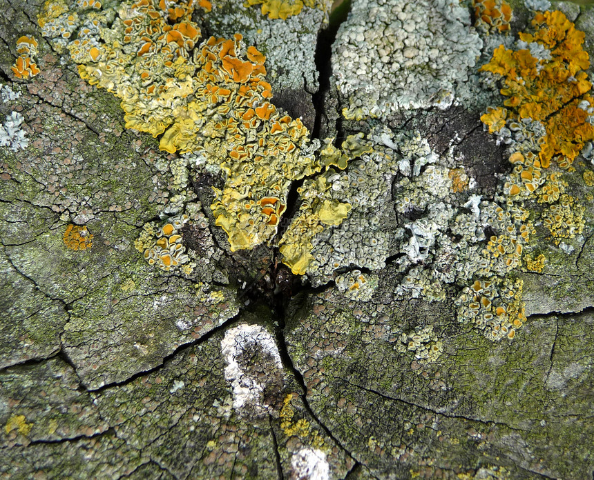 木质背景中的 Lichen叶状地衣木材宏观材料壳状菌体药皮图片