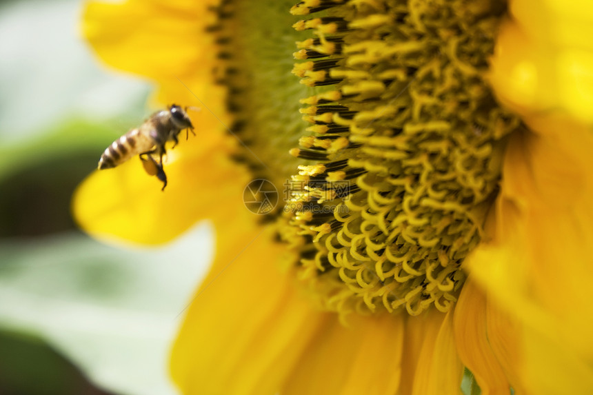 向日葵和蜜蜂阳光生活太阳季节农场金子植物天空晴天植物群图片