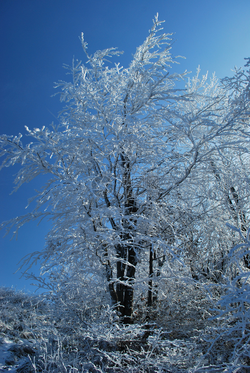 Bieszczady 的霜冻图片