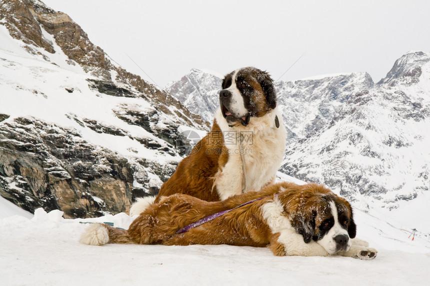 瑞士阿尔卑斯山的圣伯纳德犬图片