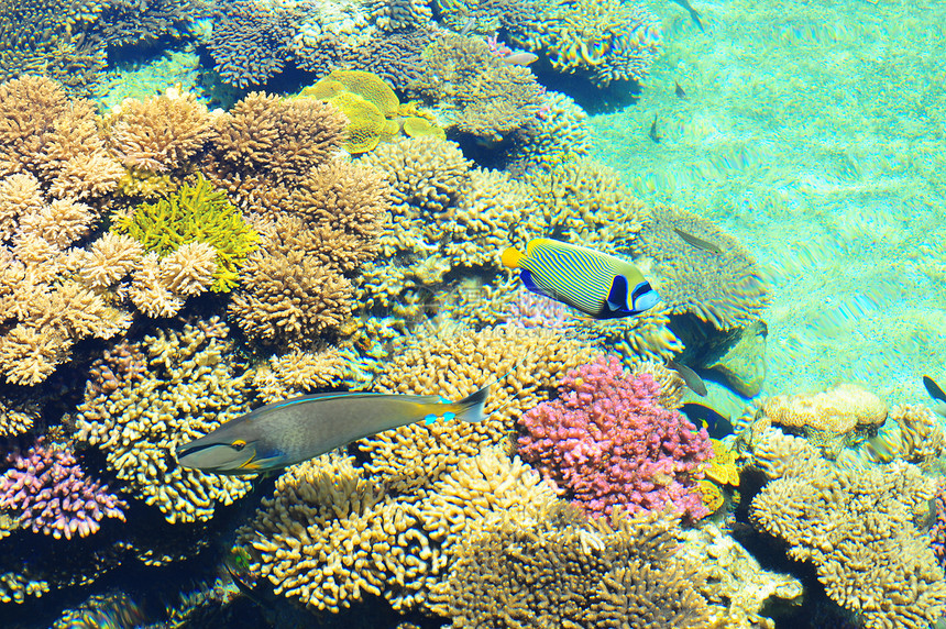 珊瑚海洋潜水野生动物红色荒野殖民地情调蓝色环境异国图片