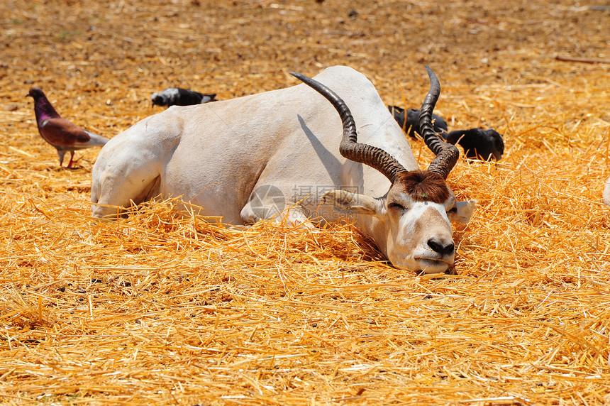 添加器动物荒野哺乳动物山羊喇叭野生动物动物群羚羊牧场内存图片