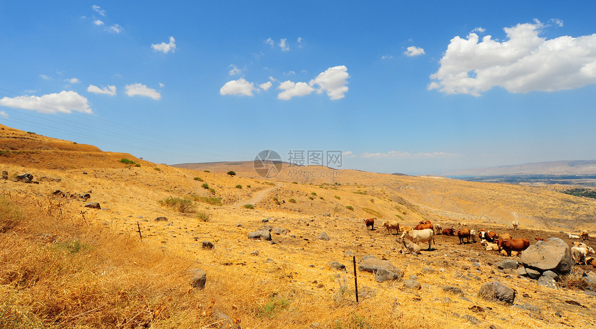 奶牛场地国家干草村庄牛肉蹄子家畜动物牛奶团体图片