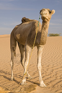 撒哈拉沙漠上的骆驼背景图片