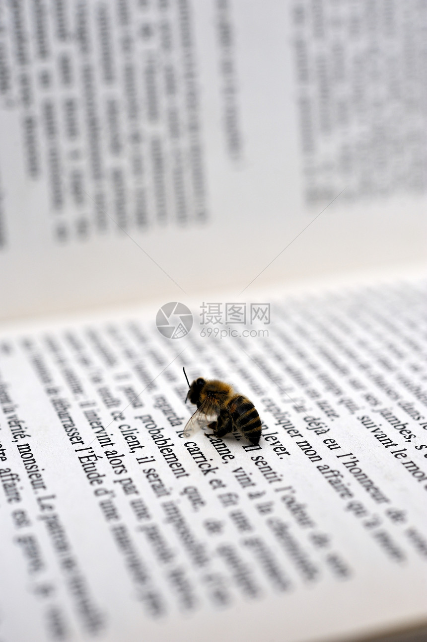 黄蜂阅读展示夹克害虫场地白色宏观漏洞技术写作翅膀图片