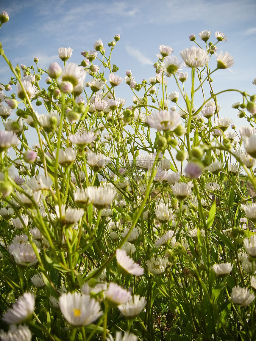 草甸花生活植物太阳阳光雏菊草地晴天洋甘菊天空植物群图片