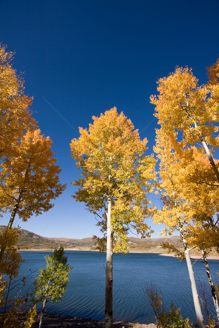木笔树叶子树叶天空风景季节性树木蓝色黄色白杨树图片