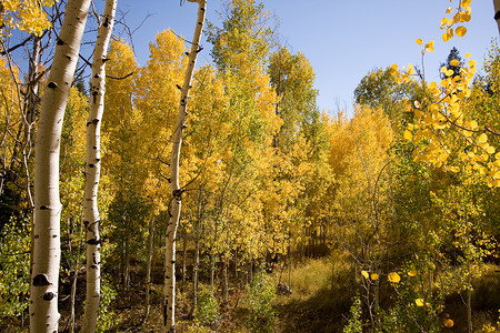 秋季森林叶子树叶季节性背景图片