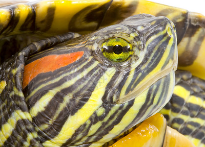 蠵龟属绿色的慢的高清图片