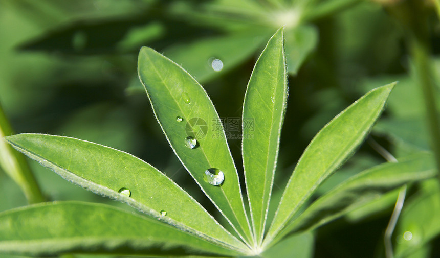 落叶叶刀刃植物雨滴飞沫宏观生活环境绿色天气静脉图片