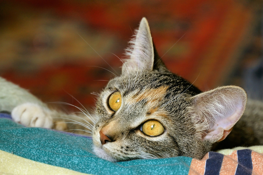 第1类哺乳动物宏观猫科眼球小猫晶须眼睛金子宠物条纹图片