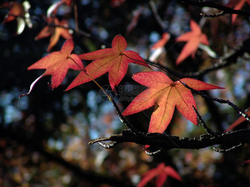 秋季风景叶子地球环境分支机构季节阳光农村旅行公园树木图片