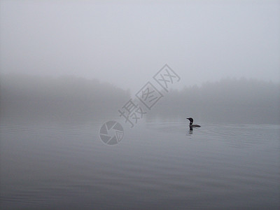 薄雾晨钟鸭子潜鸟高清图片