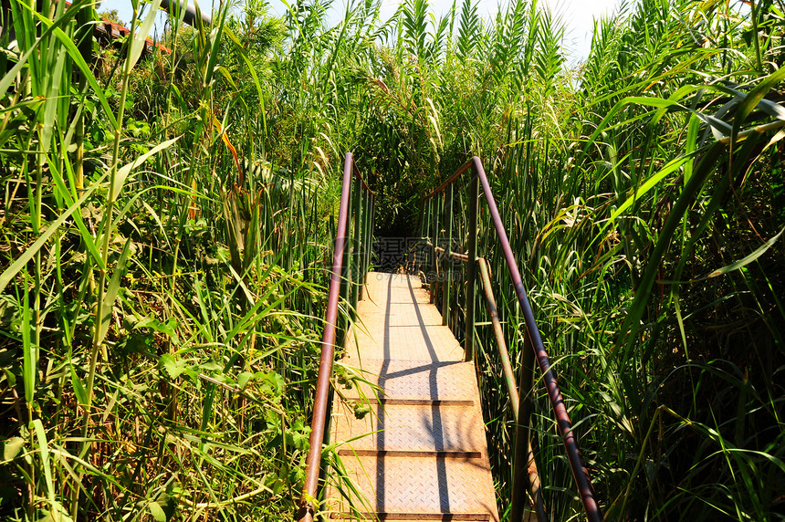 拉斯蒂桥天桥绿色金属长廊乡村公园花园远足荒野行人图片