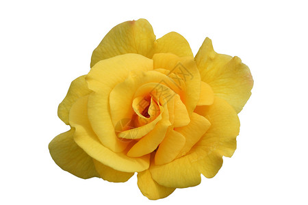 孤立的单黄玫瑰花玫瑰花瓣黄色芳香香味白色花语背景图片