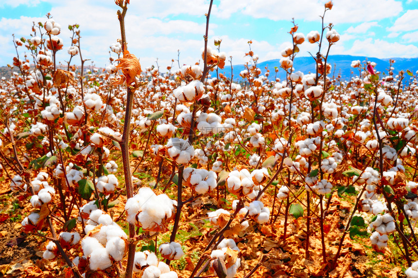 棉球织物柔软度纤维场地植物学棉布天空材料枝条农场图片