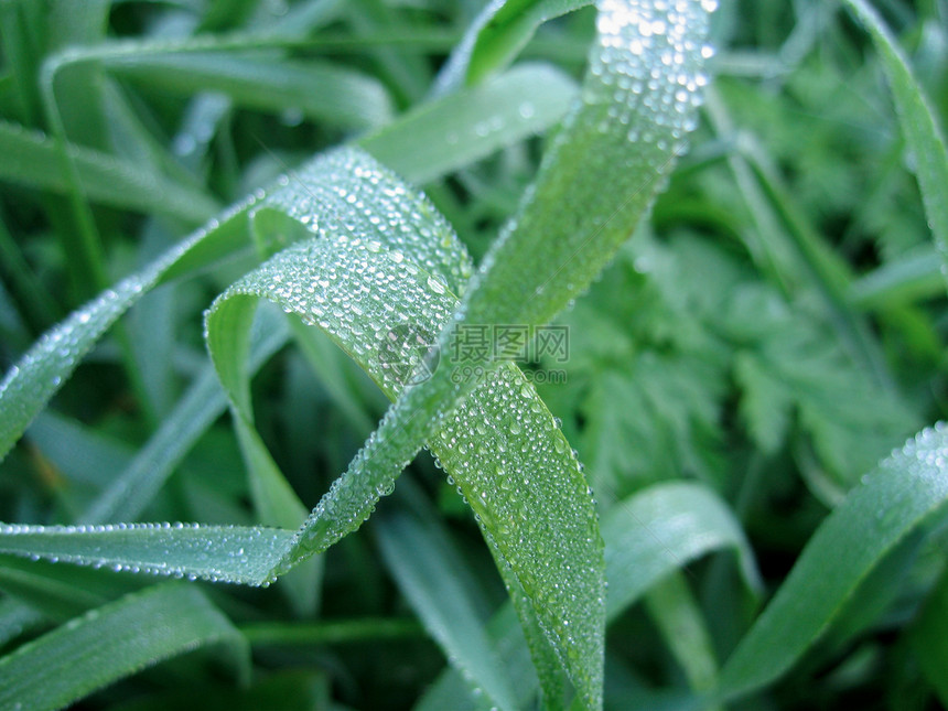 青草绿色生活雨滴植物叶子飞沫液体活力反思植物学图片