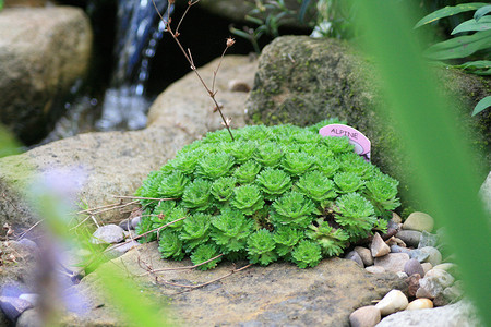 花园瀑瀑栅栏瀑布池塘野生动物蝾螈绿色花朵背景图片