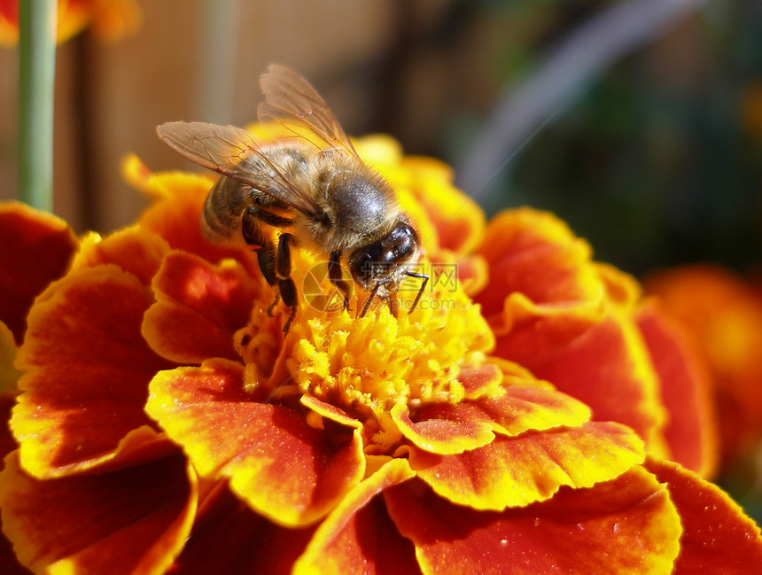 蜜蜂昆虫花蜜动物群植物群风景动物图片
