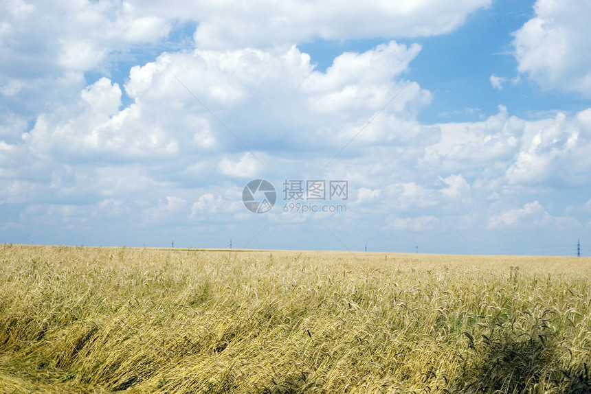 小麦田和蓝天天气场景地平线环境国家土地植物季节小麦农村图片