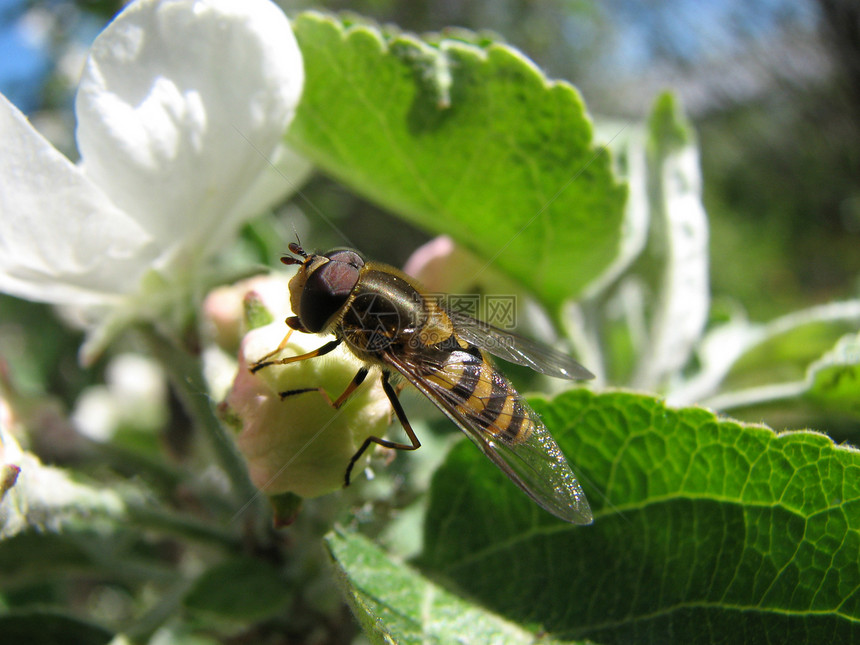 蜜蜂动物群风景花蜜植物群昆虫动物图片