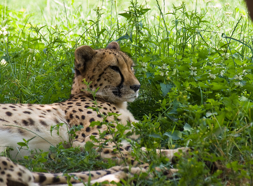 Cheetah Cinonnyx十月刊猎豹动物园野生动物荒野绿色动物眼睛食肉毛皮阴影图片