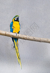蓝黄色Macaw(阿拉阿拉乌纳)背景图片