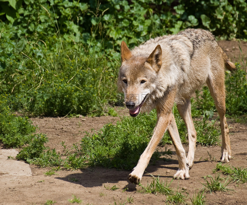 灰狼 加拿大黑狼毛皮哺乳动物猛兽荒野成人野生动物灰色犬类图片