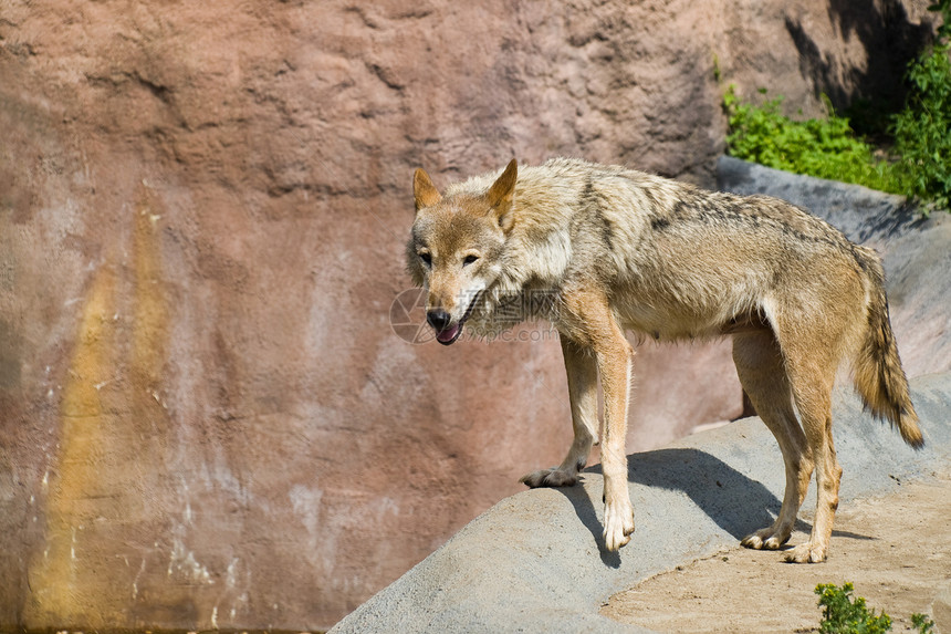 灰狼 加拿大黑狼灰色犬类猛兽成人野生动物毛皮荒野哺乳动物图片