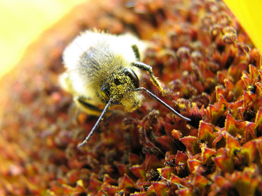 蜜蜂动物群风景昆虫花蜜植物群动物图片