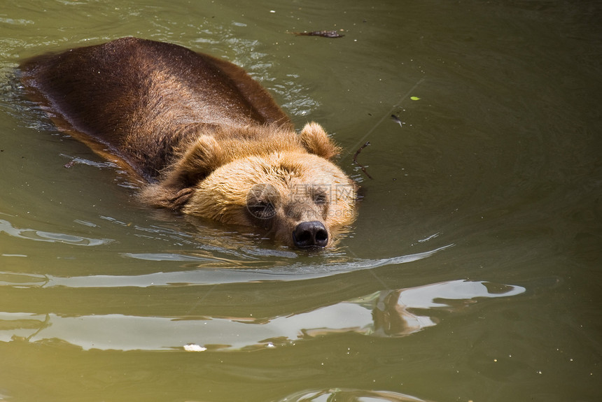 棕熊游泳危险獠牙黑色哺乳动物动物园棕色捕食者野生动物牙齿图片