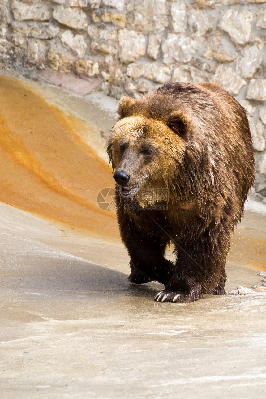 棕熊荒野力量动物园野生动物眼睛毛皮捕食者獠牙牙齿爪子图片