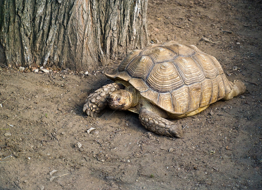 加拉帕戈斯巨龟动物园龟甲爬虫生态动物灰色荒野乌龟公园野生动物图片