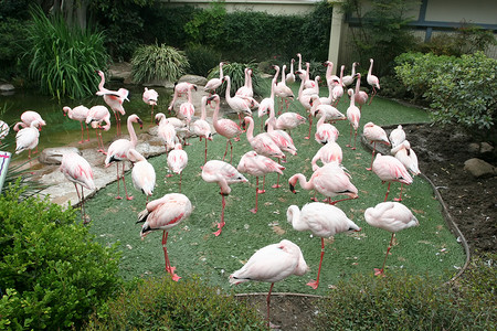 更小的Flamingo背景图片
