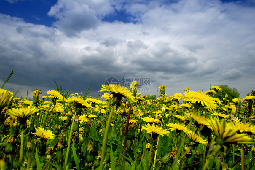 黄花黄色植物天空绿色场地草地地平线图片