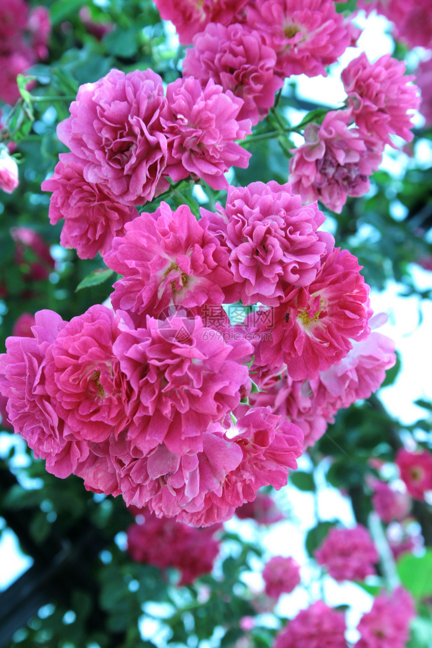 玫瑰花朵植物鲜花粉色花园公园图片