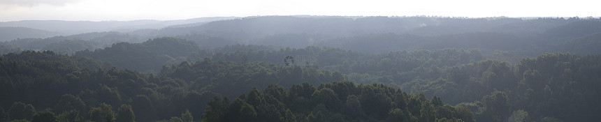 浓雾森林旅行场景土地风景水平全景薄雾松树天空木头图片