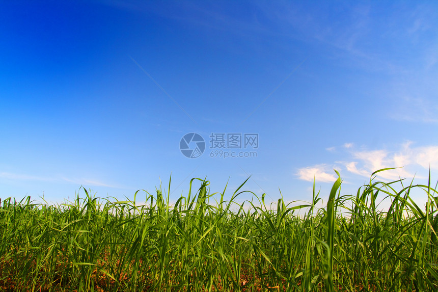 蓝天空下的绿草场地环境气候牧场城市草皮天气天空植物农业图片