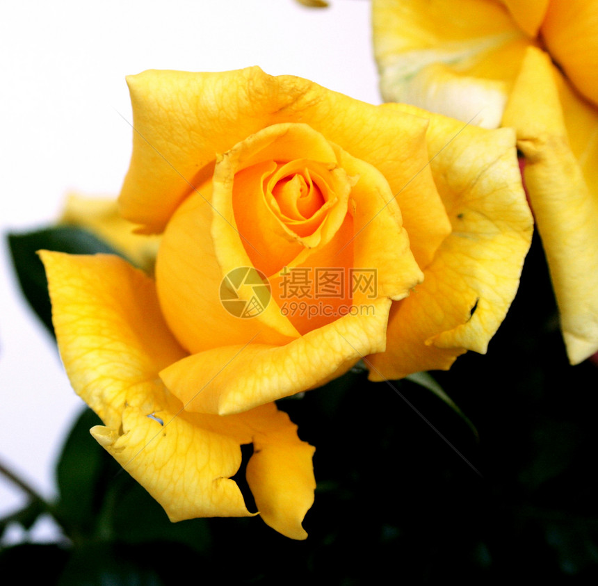黄玫瑰黄色投标花园庭园图片