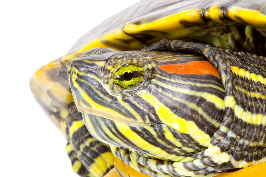 普塞德米斯编剧绿色眼睛鲇鱼野生动物爬行动物动物生物乌龟爬虫受保护图片