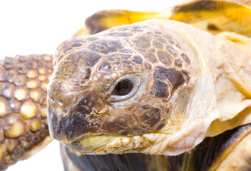 测试场爬虫眼睛受保护动物爬行动物野生动物乌龟生物图片